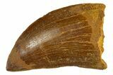 Serrated, Carcharodontosaurus Tooth - Real Dinosaur Tooth #308365-1